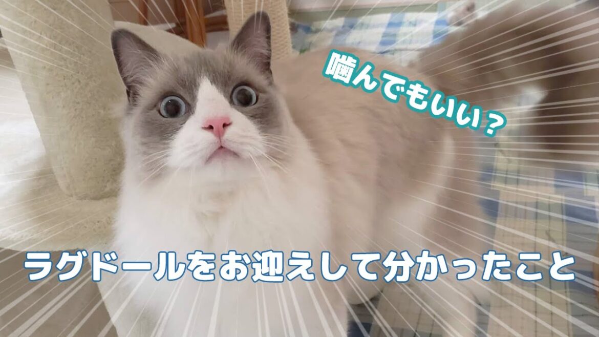 ラグドールをお迎えして分かったこと