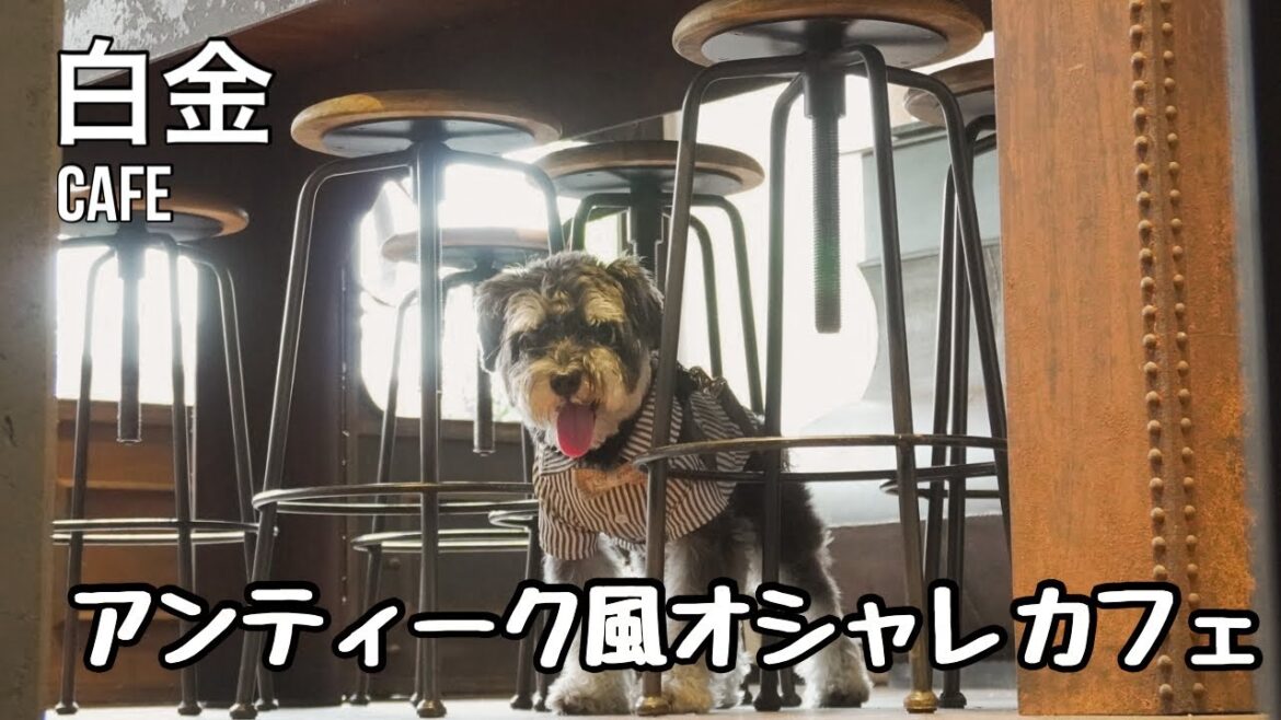 【白金カフェ】愛犬ミニチュアシュナウザーが大喜びした美味しいケーキがあるお店 |cafe tokyo 【白金カフェ】愛犬ミニチュアシュナウザーが大喜びした美味しいケーキがあるお店 |cafe tokyo