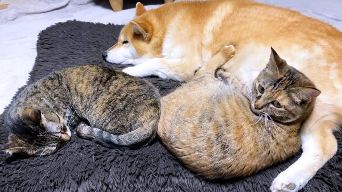 天然で甘え上手な子ども猫は先輩猫に甘えてると思ったら… 天然で甘え上手な子ども猫は先輩猫に甘えてると思ったら…