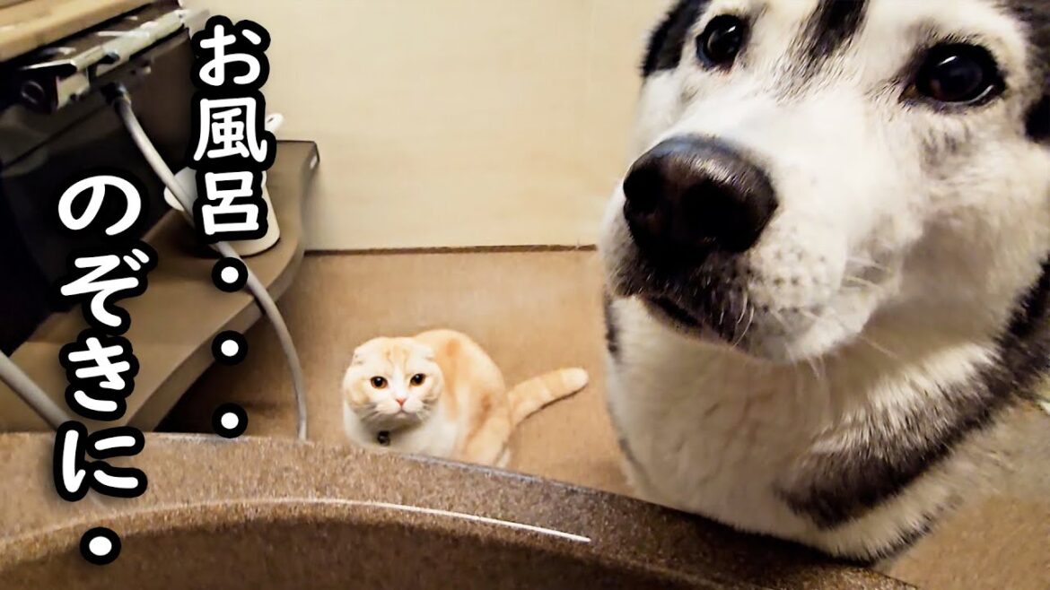 お風呂を覗きにきた猫と犬がかわいい…笑 お風呂を覗きにきた猫と犬がかわいい...笑