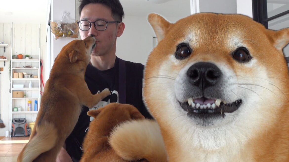 柴犬との再会に感動！その後に訪れたとびきりの場所。