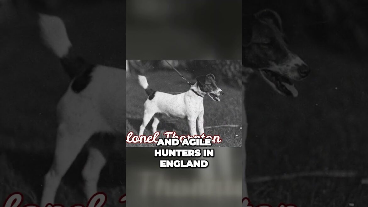 The Origin of Smooth Fox Terrier