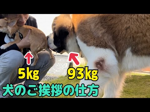 チワワそらVSセントバーナードもも・とと・らら 初めてのご対面なので犬同士のご挨拶をしました。 チワワそらVSセントバーナードもも・とと・らら 初めてのご対面なので犬同士のご挨拶をしました。