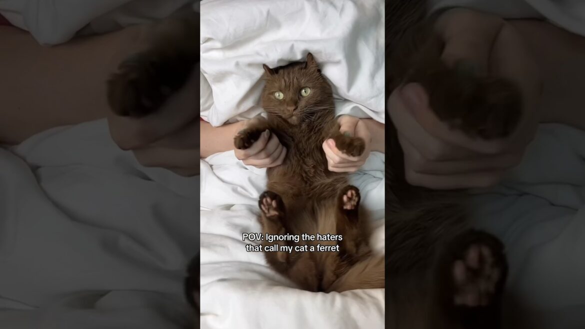 She is a rare brown cat, not a ferret! #funny #cat #browncat #rare #meow #purrfect #purrr ￼