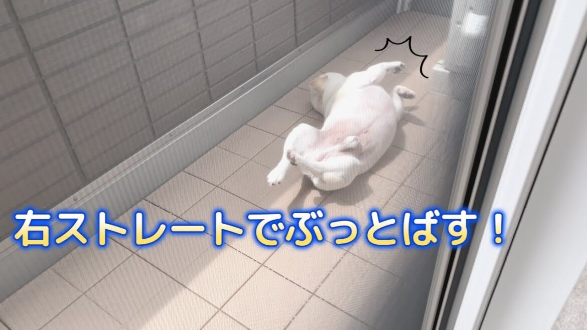 ポルコ流の怪獣の倒し方！【フレンチブルドッグ frenchbulldog】