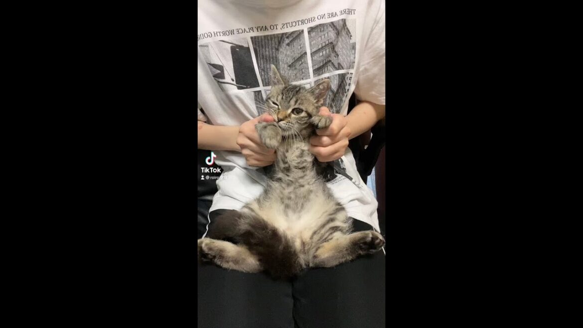 ホップ・ステップ・ジャンプして♪ #Shorts ホップ・ステップ・ジャンプして♪ #Shorts