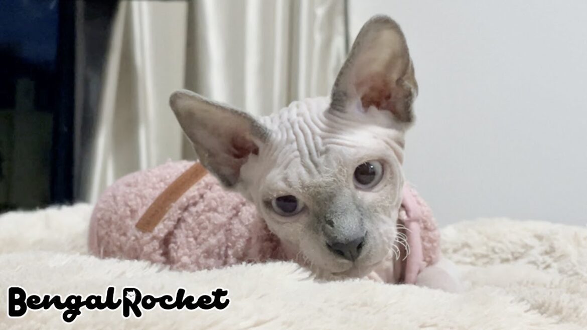 先住猫と新入り子猫のお気に入りの場所【ベンガル/スフィンクス猫】 先住猫と新入り子猫のお気に入りの場所【ベンガル/スフィンクス猫】