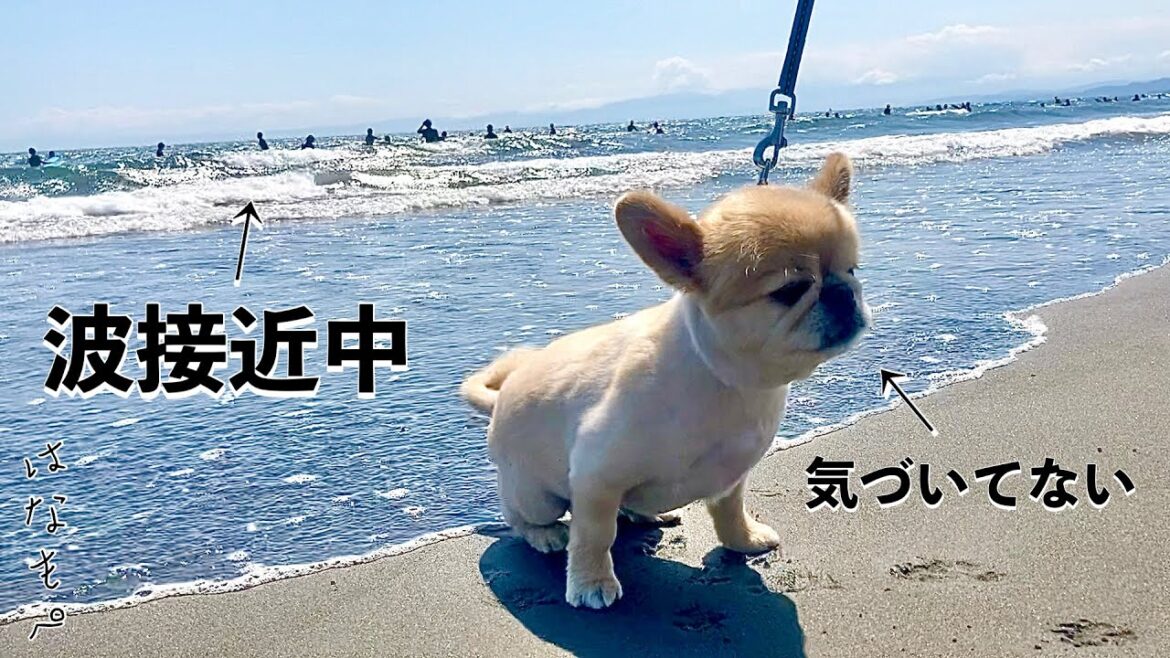波に飲まれてしまった愛犬の反応【ペキニーズ×チワワ】