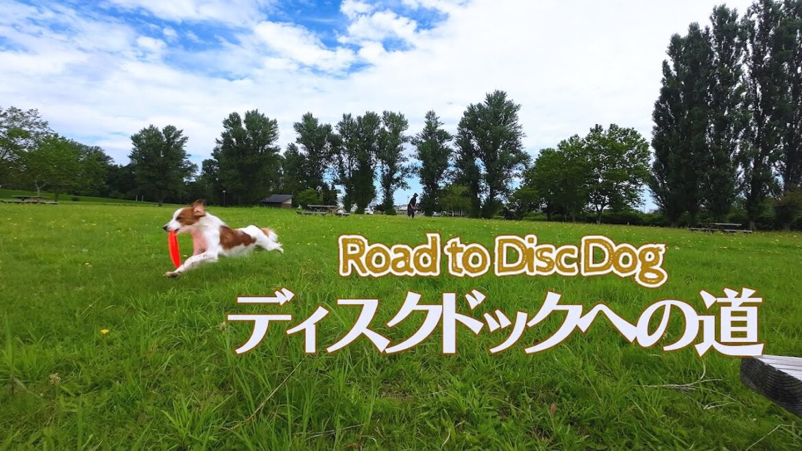 #60  ディスクドック犬になる方法　コーイケルホンディエ
