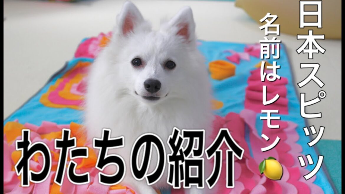 【わたち、日本スピッツレモン🍋の紹介です】日本スピッツ_japanesespitz