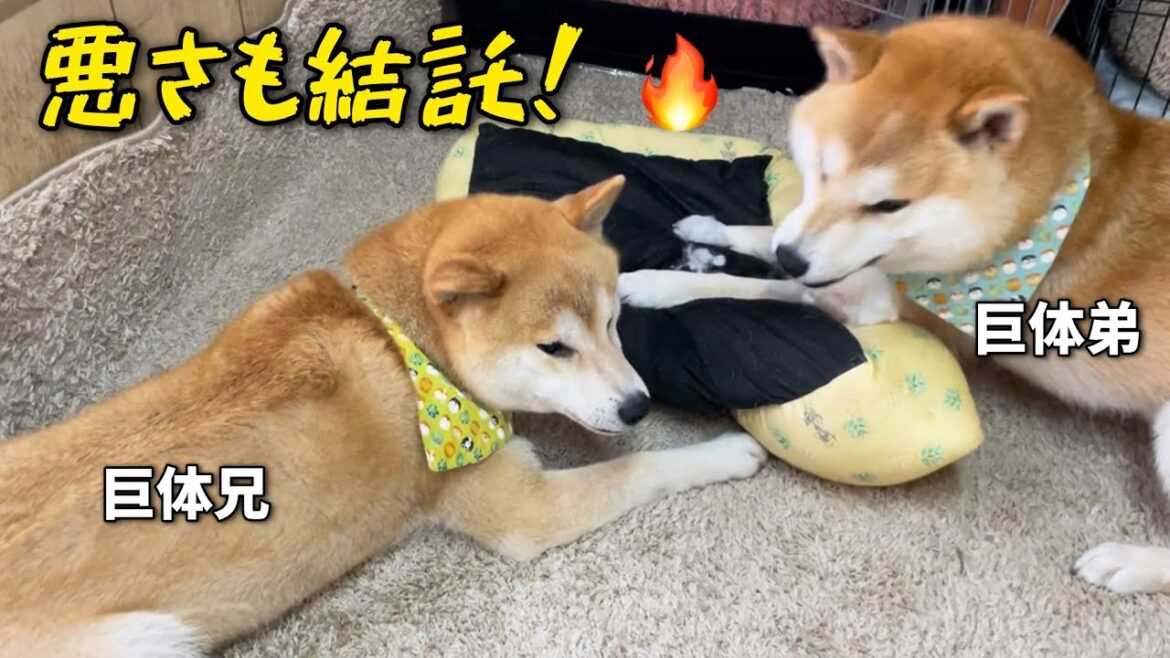 柴犬巨体兄弟のおふざせバトルが悪さに発展する一部始終。 柴犬巨体兄弟のおふざせバトルが悪さに発展する一部始終。