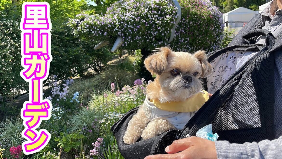 2024春ガーデン散歩 犬用キャリーリュックでお出かけ チワワ×シーズー