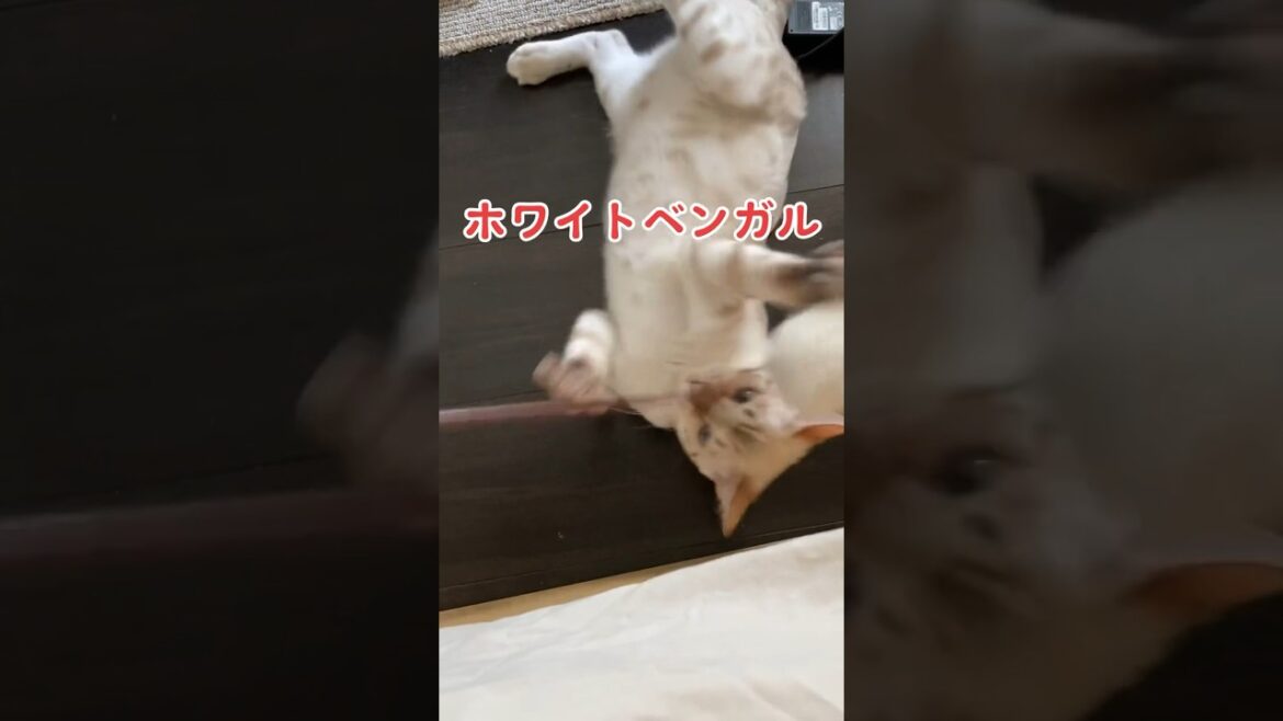 【子猫動画】ホワイトベンガル　生後5ヶ月！　アイドル 　ベンガル猫　ネコ　ねこ　#bengal #cat #ベンガル #bengalcat #ベンガル猫 #猫 #子猫 #ベンガル子猫