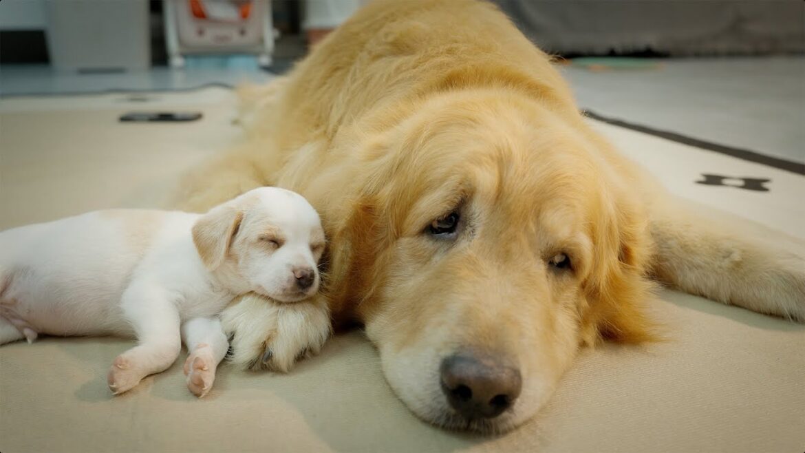 置き去りされた子犬をゴールデンレトリバーに会わせたら、数分後にこうなりました。 置き去りされた子犬をゴールデンレトリバーに会わせたら、数分後にこうなりました。