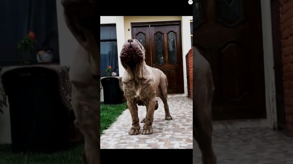 Boxer vs Pitbull vs Neapolitan mastiff vs Kangal (PSI power) #dogs #viral #trending #ytshorts