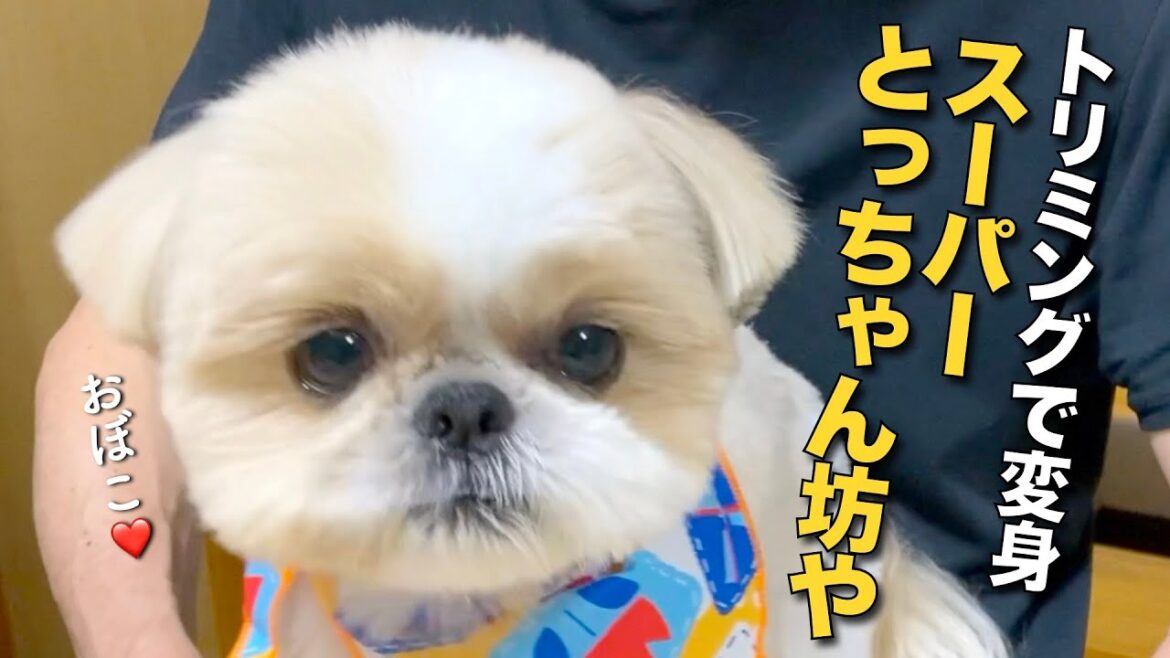 【シーズー】トリミングで、スーパーとっちゃん坊やに変身！？www（今日のオトンクッキングは、うま辛！豚キムチチャーハン編）【329】