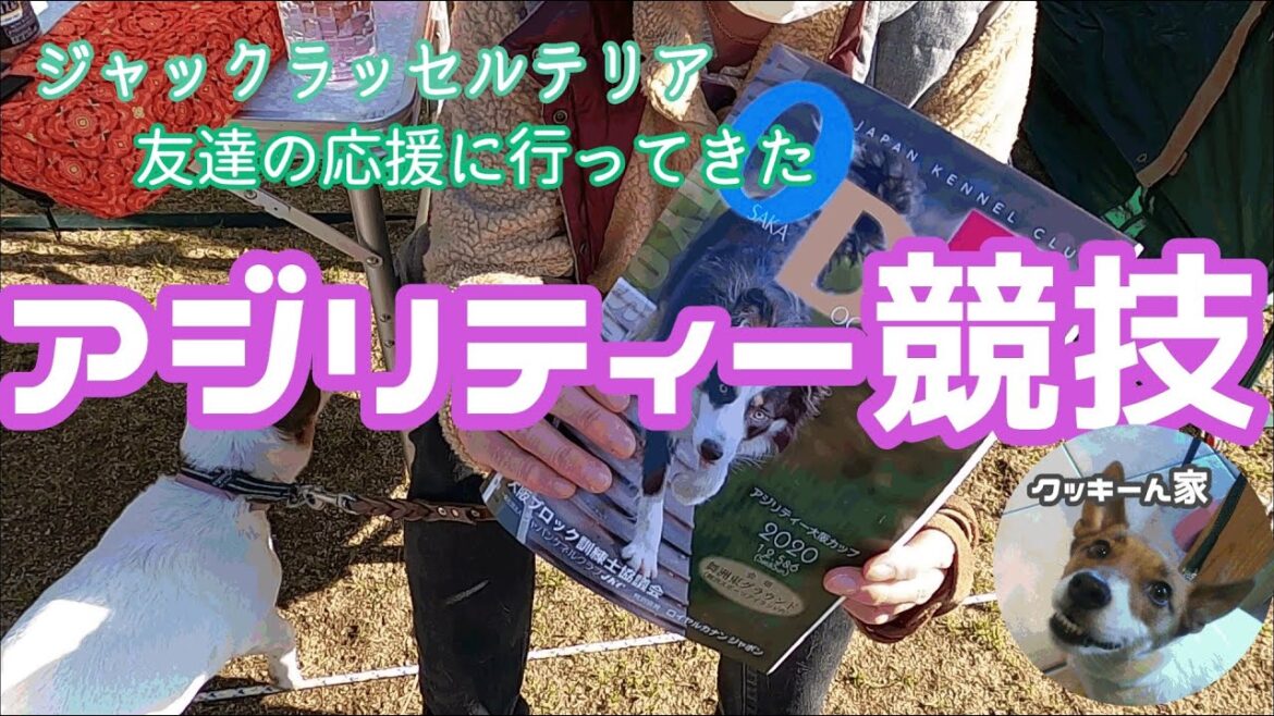 【犬のいる暮らし】アジリティー競技【ジャックラッセルテリア】