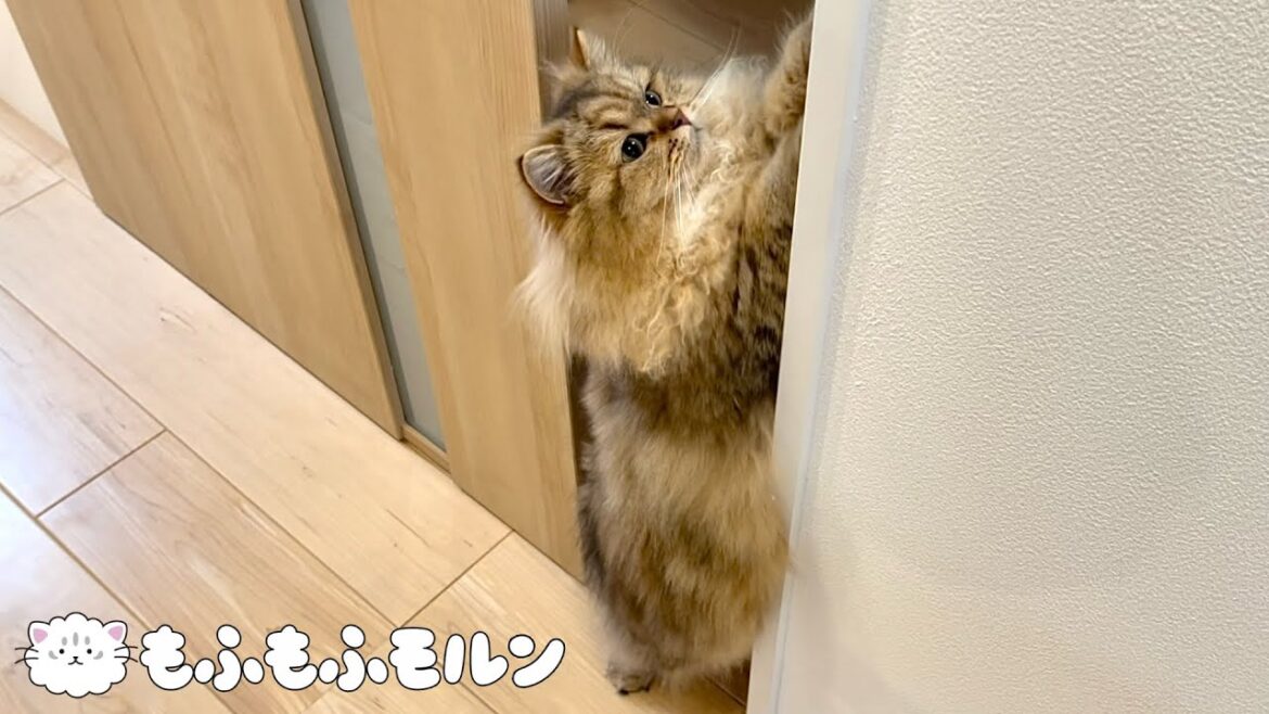 この子猫は何をしているのでしょう？ 【サイベリアン】