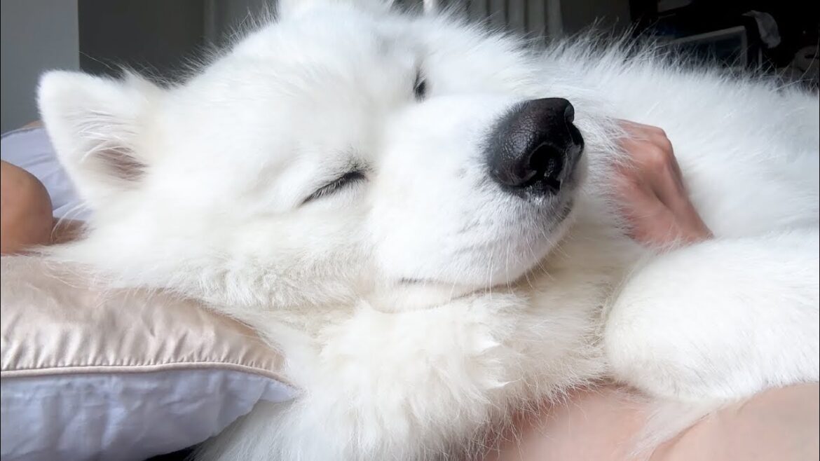 朝起こしに来たはずがよしよしが気持ちよくて眠ってしまいそうになる犬が可愛すぎました… 朝起こしに来たはずがよしよしが気持ちよくて眠ってしまいそうになる犬が可愛すぎました…