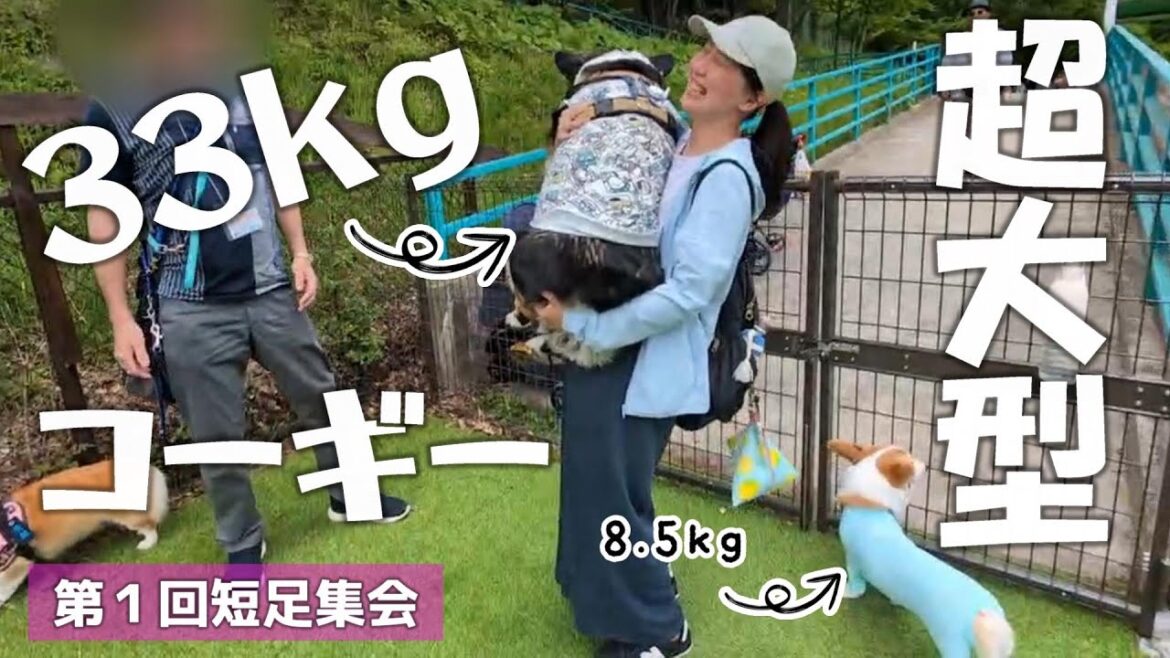 前代未聞の33キロの超BIGコーギーに出会えました！【第1回短足集会】
