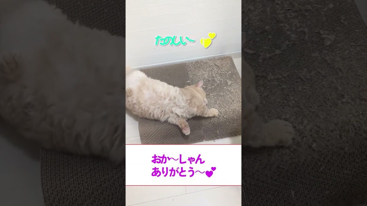 【ぽっちゃん家】本物を知る男　vol.36   #猫 #cat #funny#shorts #s