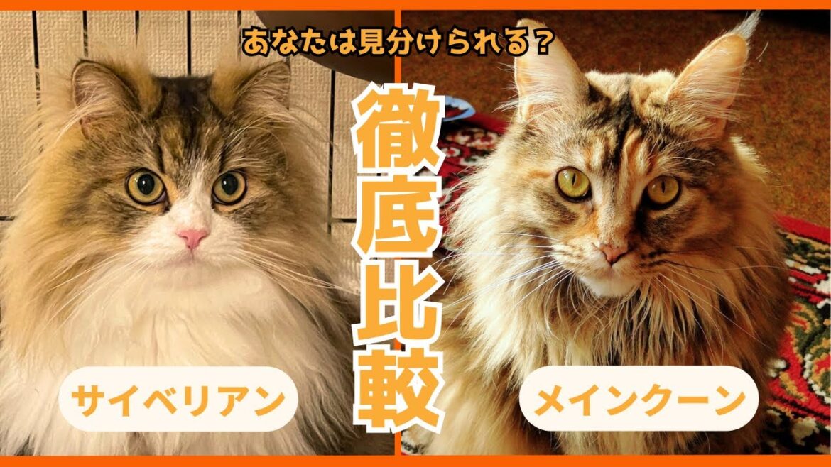 【実は一瞬で分かる】サイベリアンとメインクーンの違いを外見や性格、健康管理の観点で徹底比較します！