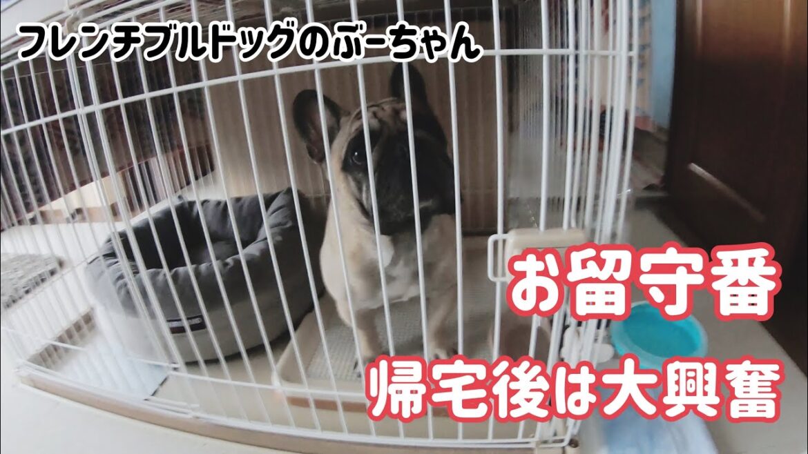 お留守番。帰宅後は大興奮！フレンチブルドッグのぶーちゃん【french bulldog】