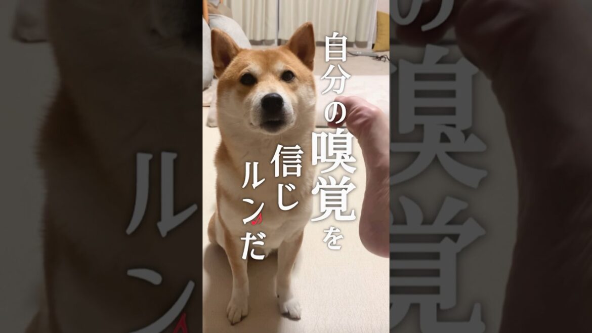 柴犬のポテンシャルが裏目に出る