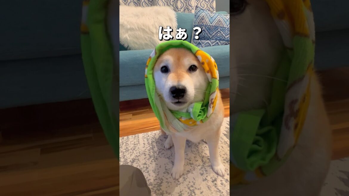 タオルまきまき🐶🐶🌀#柴犬 #チワワ #shorts