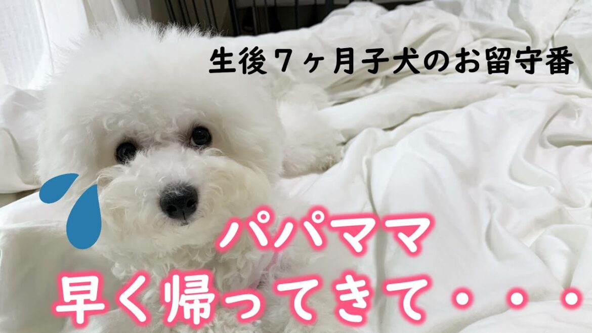 子犬のお留守番を隠し撮りしたら、胸が締め付けられました・・・【ビションフリーゼ】