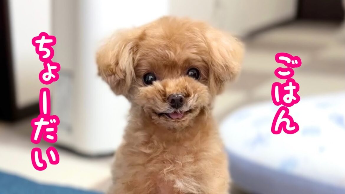 【長年の悩み】ご飯を必死でねだるのに、食べない犬…【トイプードルのコロン】 【長年の悩み】ご飯を必死でねだるのに、食べない犬…【トイプードルのコロン】