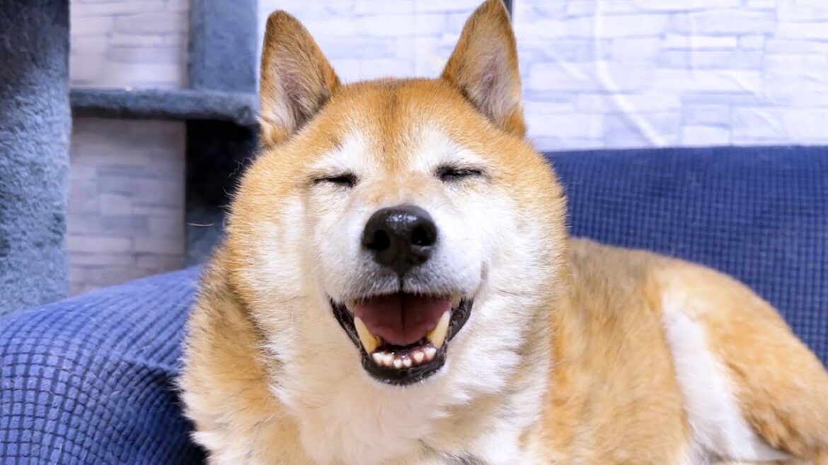 自由すぎる猫たちを見て突然最高の笑顔を見せる柴犬(笑)