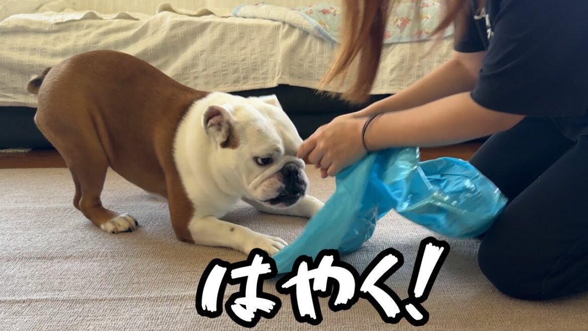 今年初のプールを待ちきれず…破壊活動を始めるブルドッグのまるこ 今年初のプールを待ちきれず…破壊活動を始めるブルドッグのまるこ