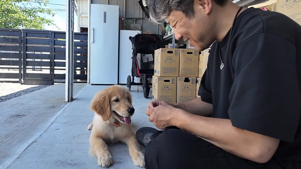 何じゃこりゃ。子犬が見せる主従関係が凄すぎる！【Golden Retriever japan】