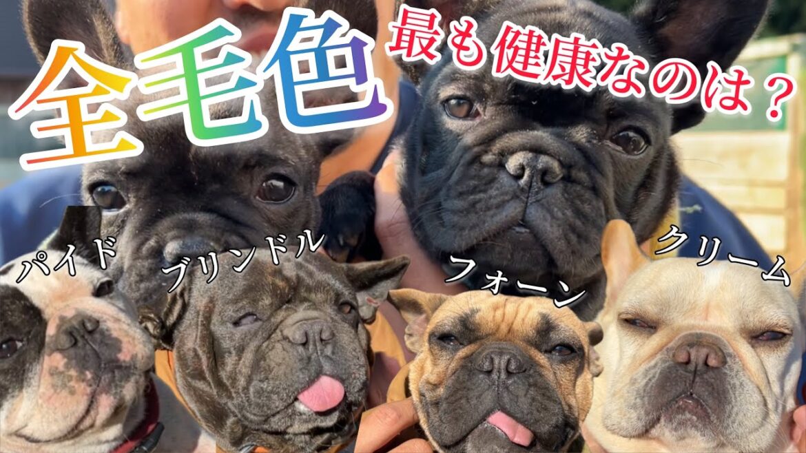 フレブルの全毛色とその作り方を紹介/病気や健康面についても徹底解説! フレブルの全毛色とその作り方を紹介/病気や健康面についても徹底解説!