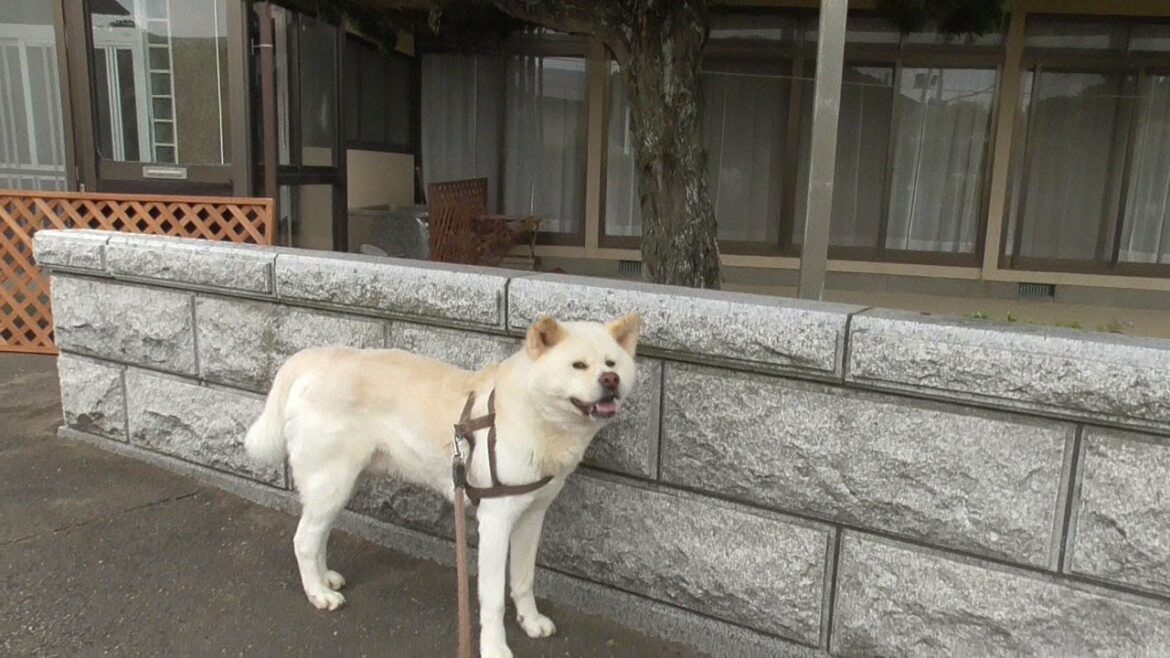 【秋田犬ゆうき】雨の日のお散歩は後処理が大変なのでパラパラと来たところで帰宅最優先となる【akita dog】