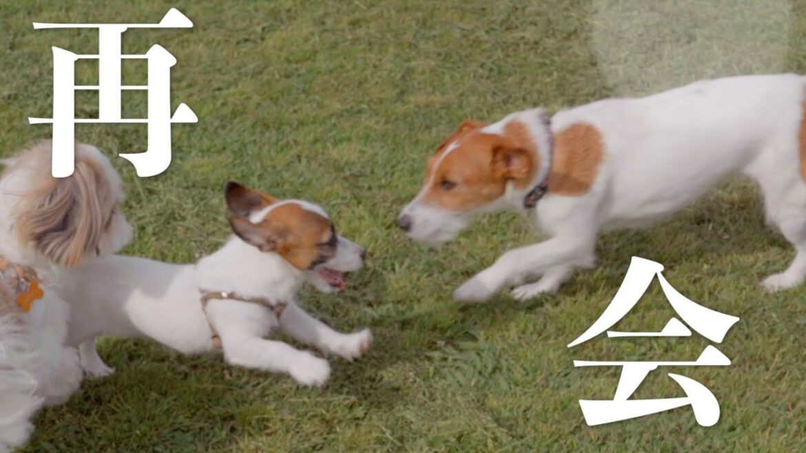 泣きじゃくるほど大好きなお姉ちゃんにやっと会えた子犬の反応/ジャックラッセルテリア