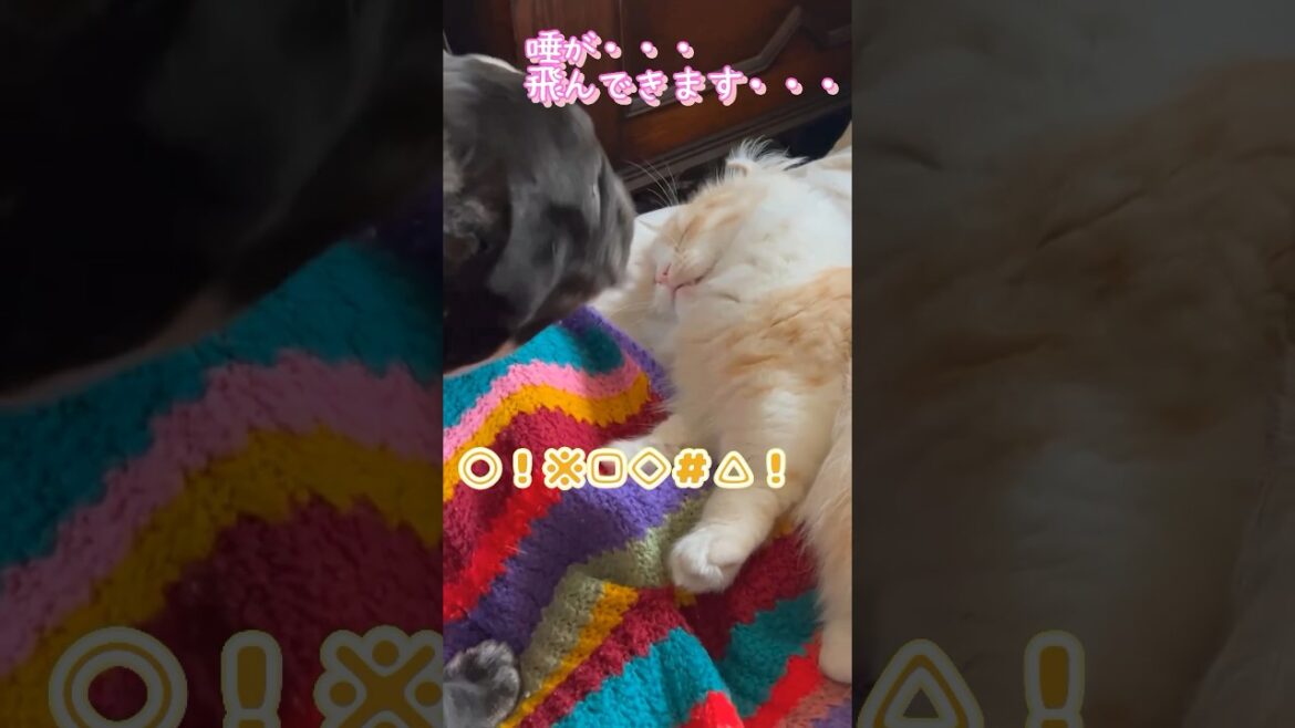【キンカロー】激怒られ毛玉【マンチカール】#猫 #キンカロー