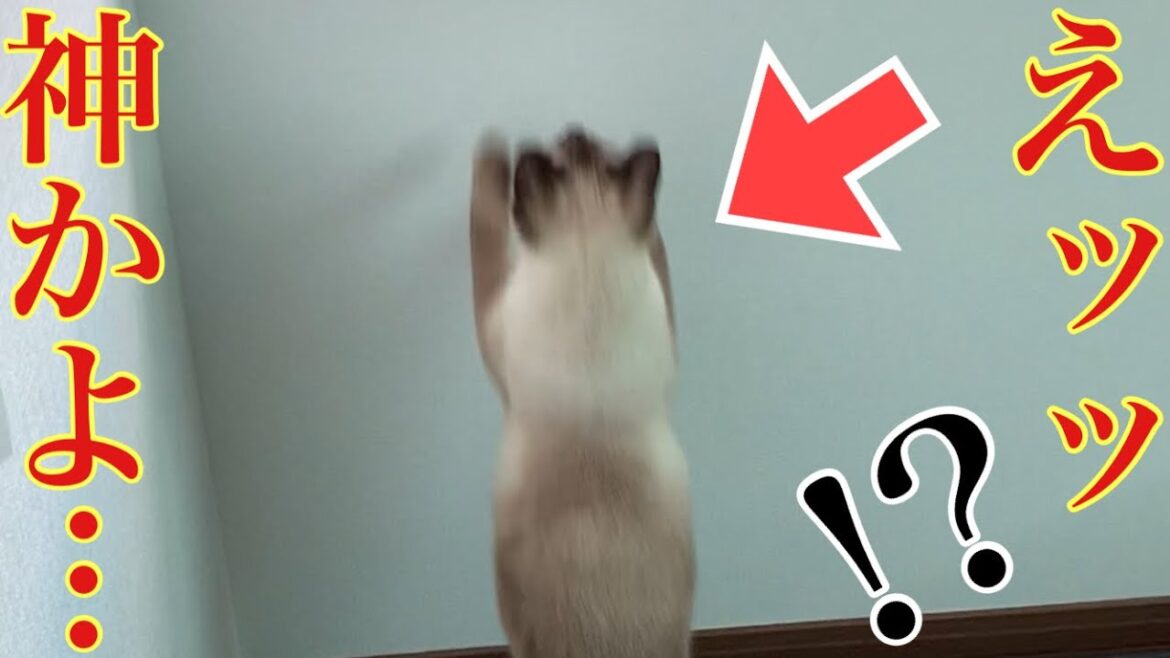 【シャム猫】大人しいおこげのイタズラがまじで神だった…。毎日やってもいいよ