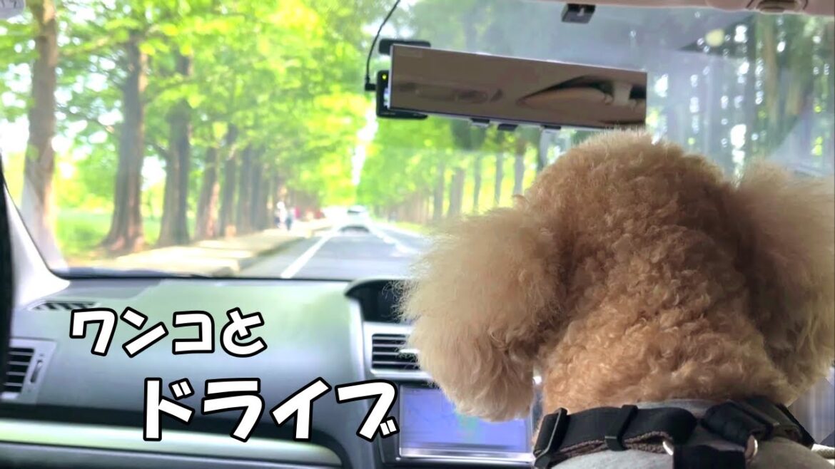【愛犬とおでかけ】大きいトイプードルと滋賀県の癒やしのパワースポットへドライブ【デカプー】【トイプードルのロアくん】【toy poodle】