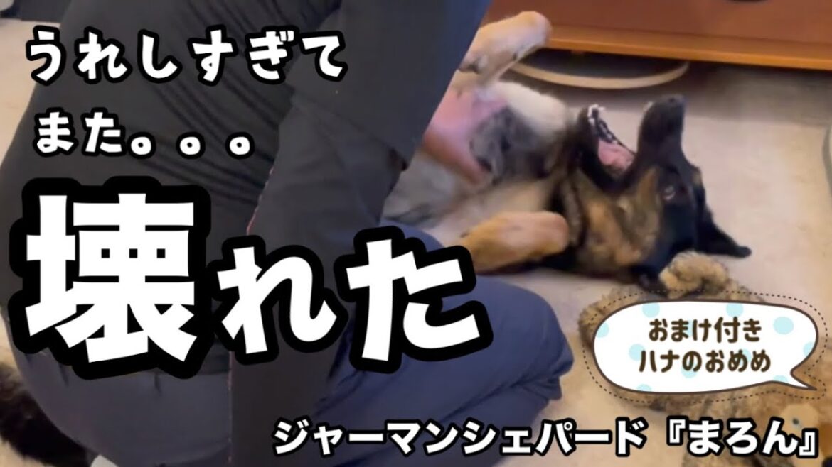 【ジャーマンシェパード】甘えん坊シェパード大興奮!週末に帰ってくる飼い主は嬉しすぎ!毎度の歓迎っぷりに癒される💕 【ジャーマンシェパード】甘えん坊シェパード大興奮!週末に帰ってくる飼い主は嬉しすぎ!毎度の歓迎っぷりに癒される💕