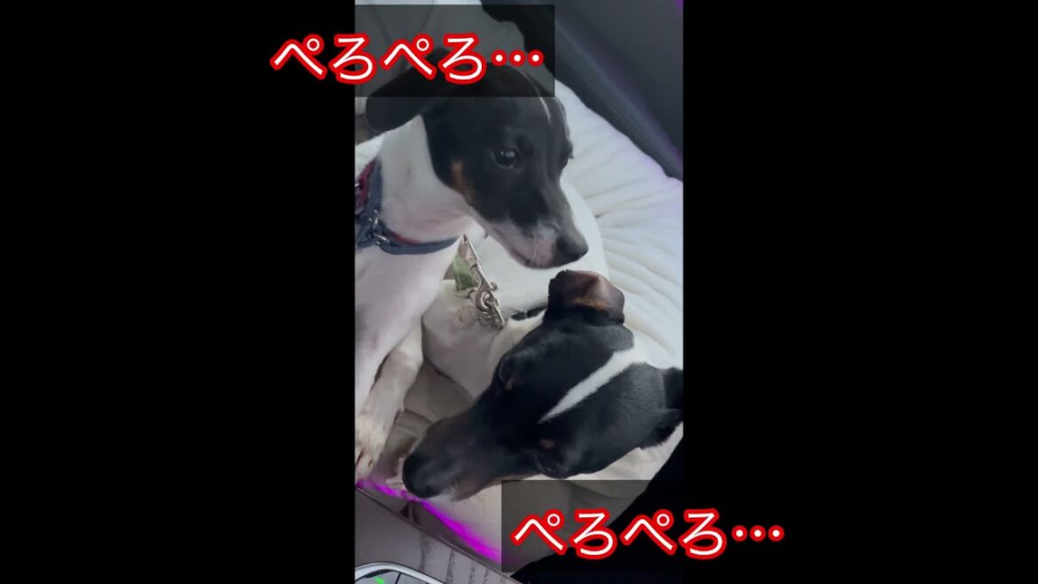 『日本テリア』のつむとき兄弟。ペットぺっどをシェアしてドライブしたら兄弟愛が深すぎた♡ #shorts, #日本テリア、#japaneseterrier #犬のいる生活