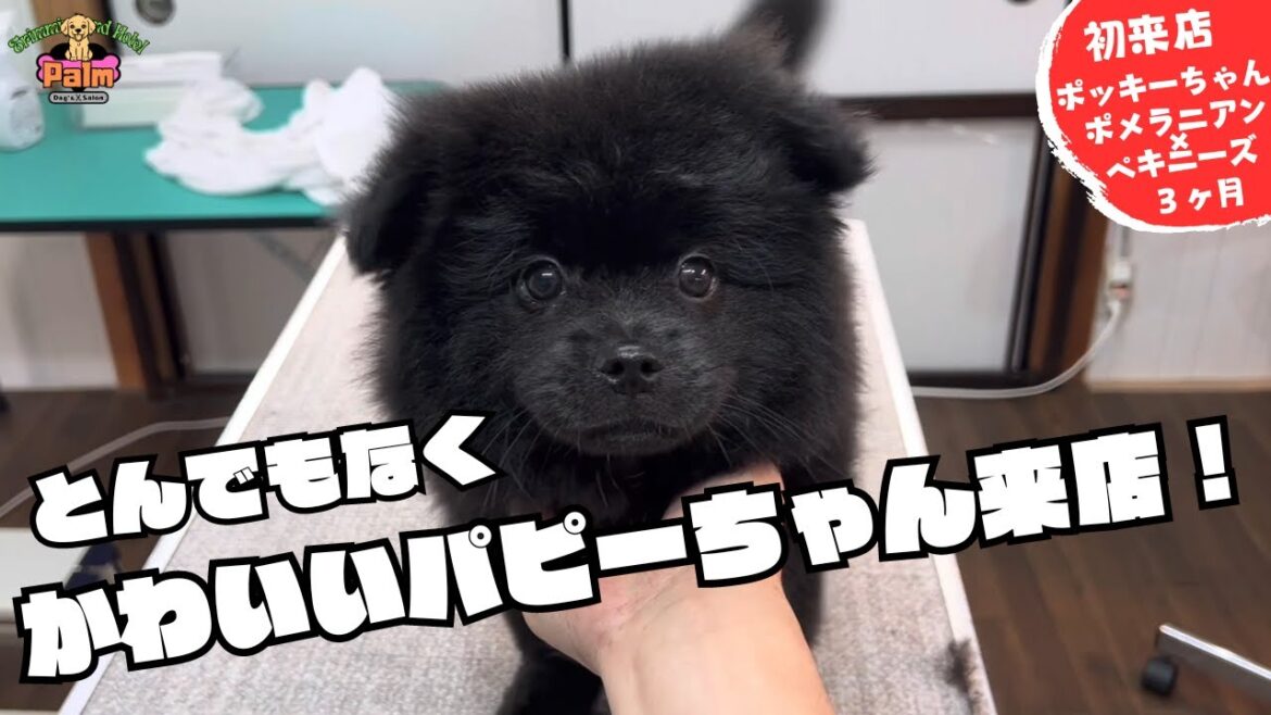 子犬トリミング！３ヶ月パピーのポメラニアンとペキニーズのミックスが来店