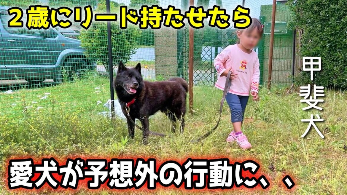 【甲斐犬】2歳にリード持たせたら、愛犬が予想外の行動に・・・ 【甲斐犬】2歳にリード持たせたら、愛犬が予想外の行動に・・・