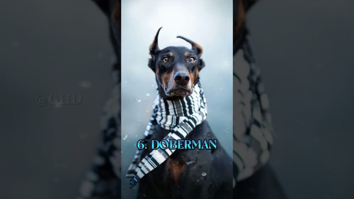 Top 10 Most Dangerous Dog Breeds in the World 🥵🔥 #shorts
