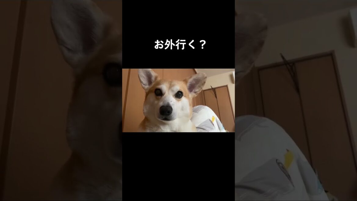 きゃわいいいい#くきたん #コーギー#shorts