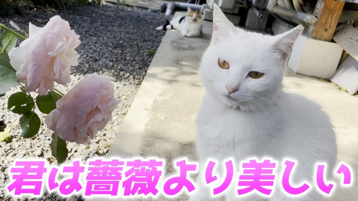 奇跡の美女親子猫と庭に咲いていた薔薇がマッチしすぎた件…♡[三毛母猫の子猫]