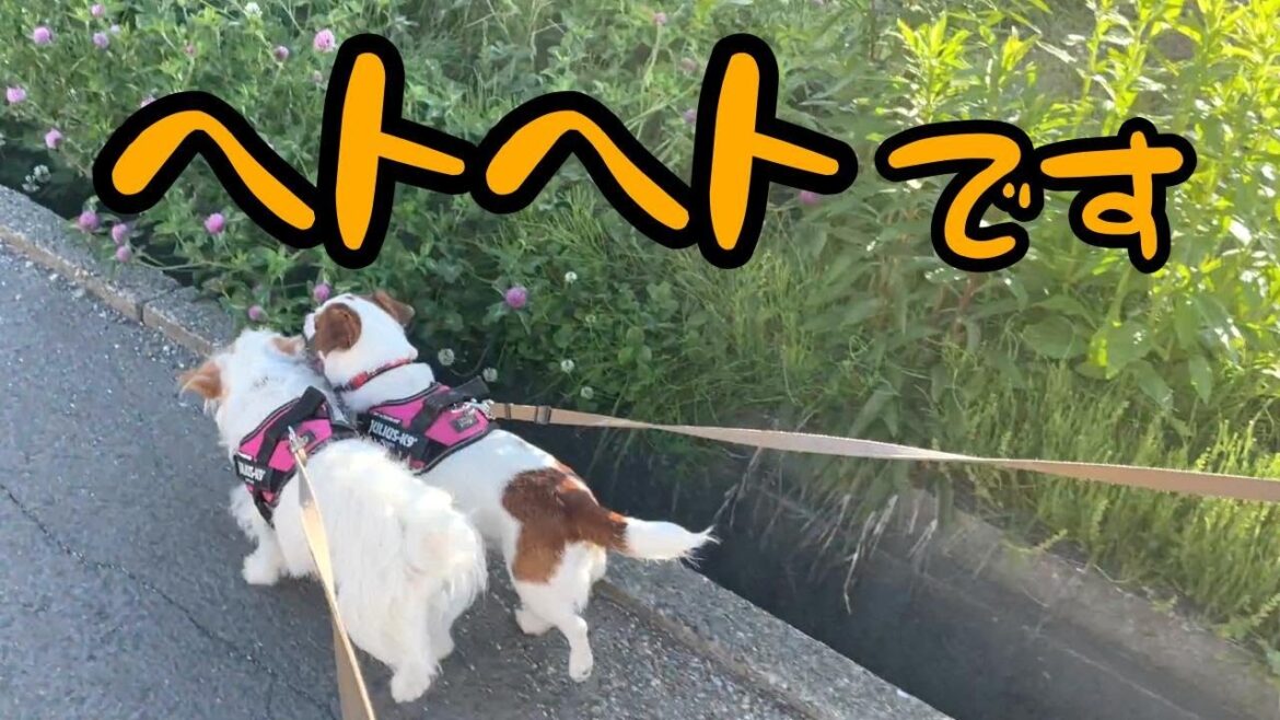 【頼む！】仲直りお願いします！