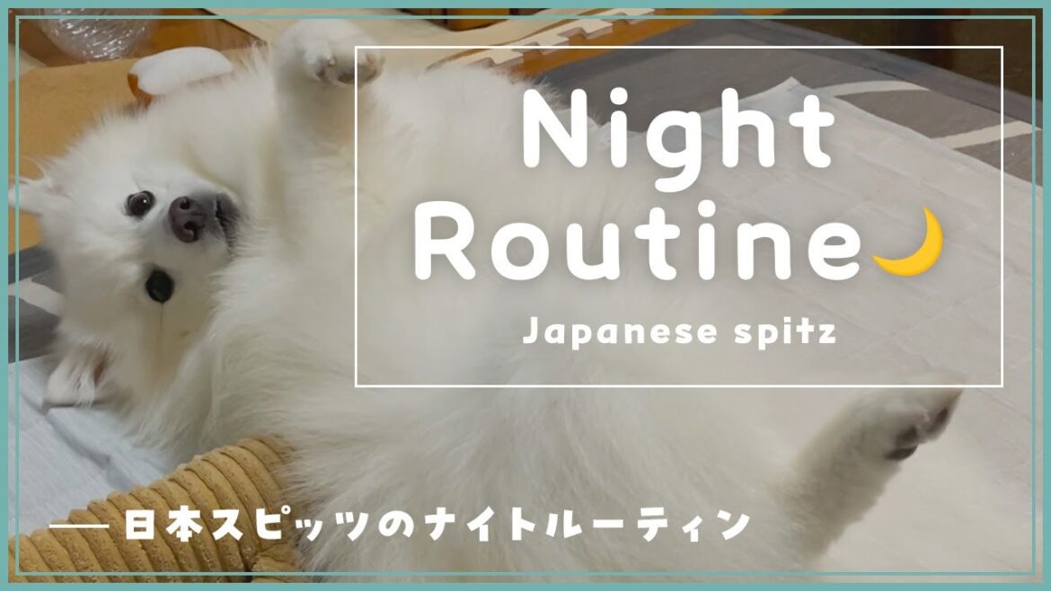 日本スピッツのナイトルーティン🌙 - How to spend a night in Japanese Spitz🌙