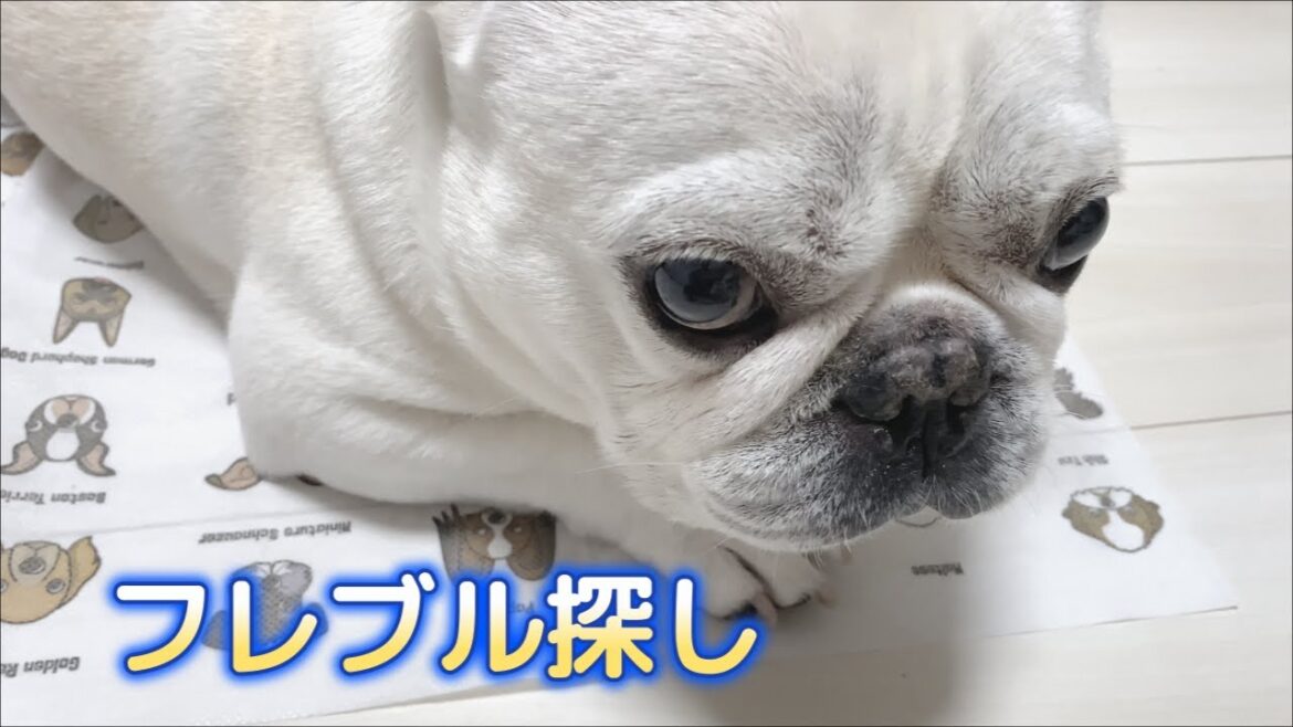 フレブル探し対決！勝つのは？【フレンチブルドッグ frenchbulldog】